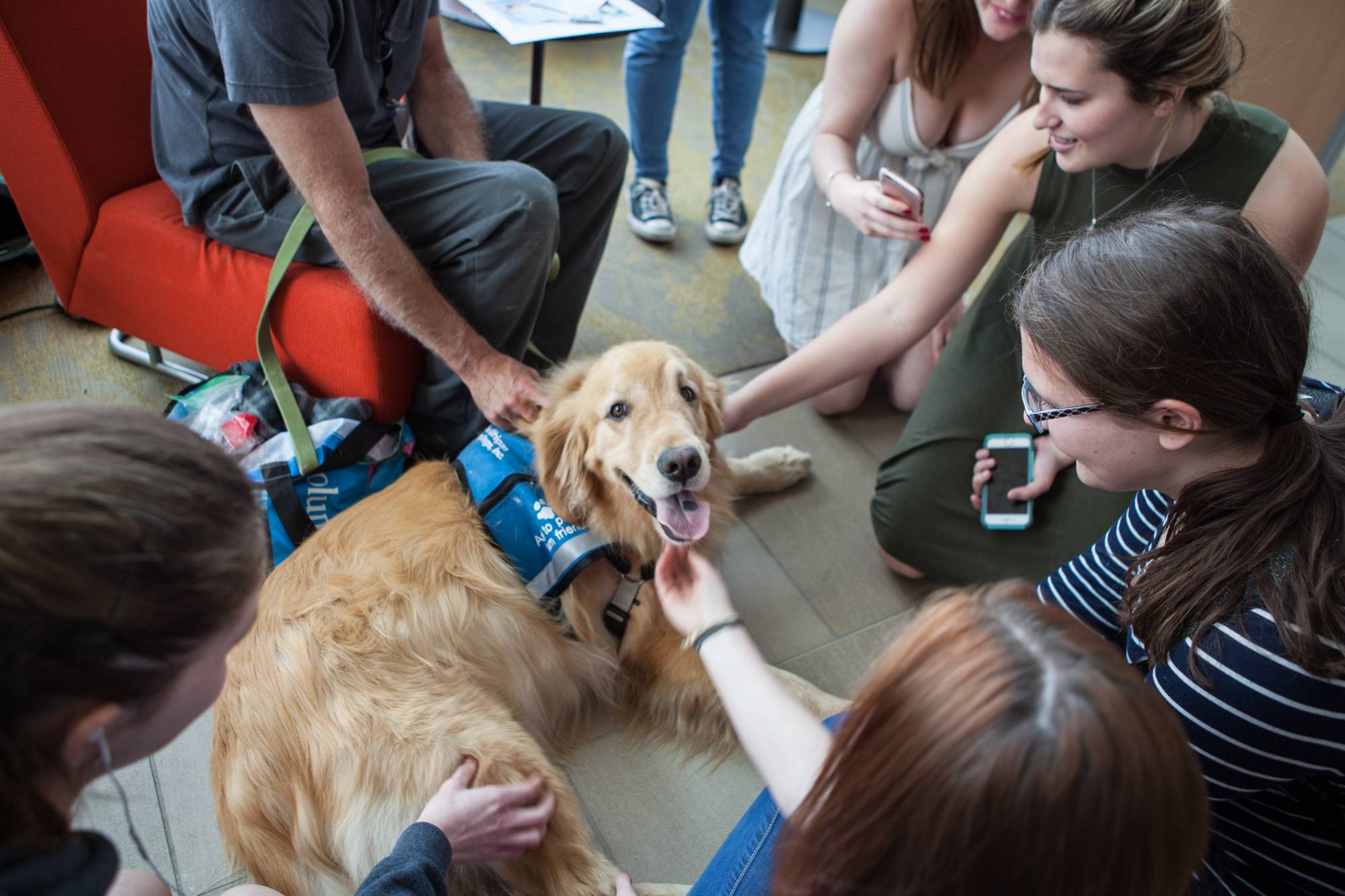 group of students petting a golden retriever therapy dog